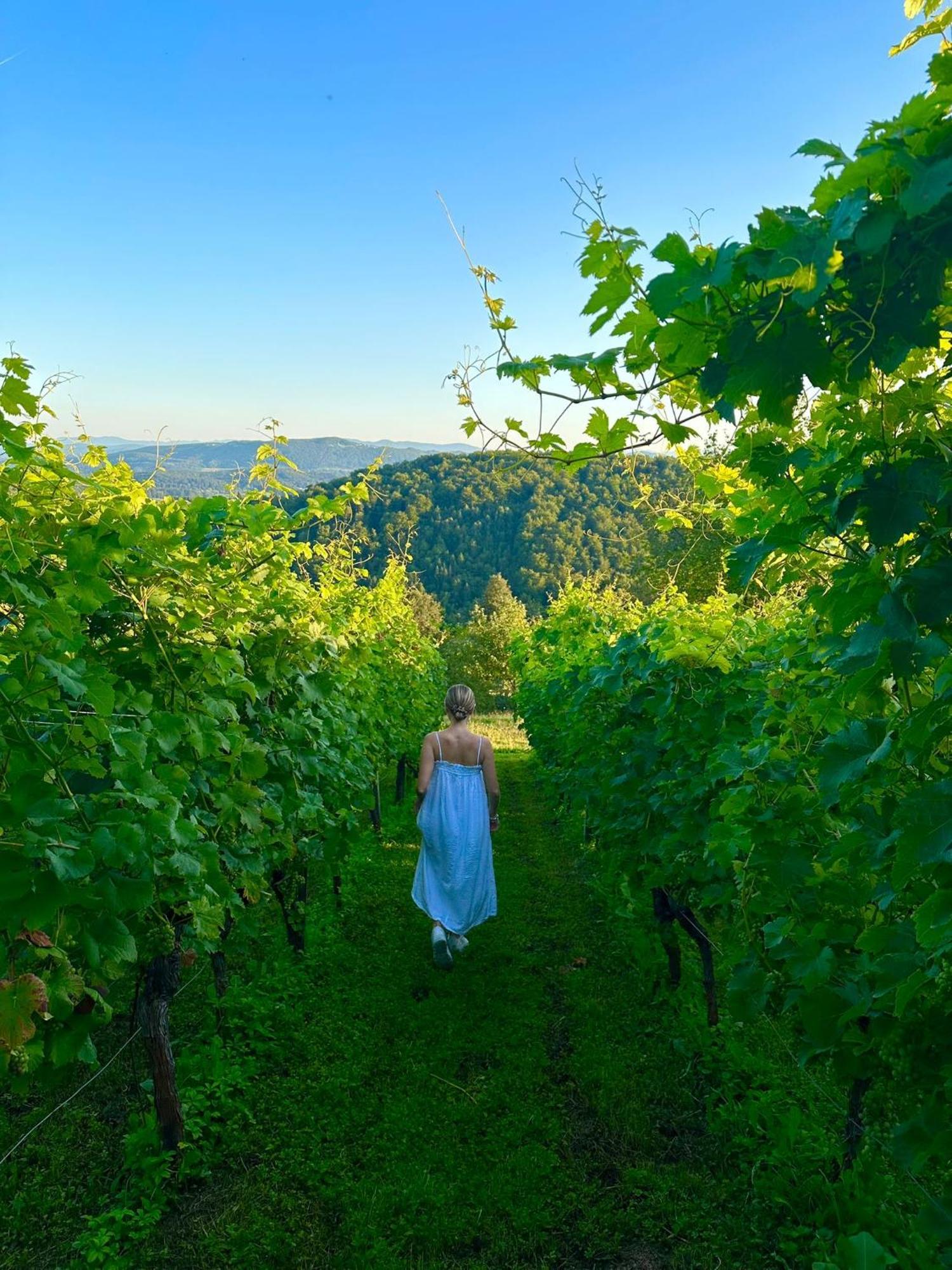 Zerko Holiday Home - Vineyard Chalet With Sauna And Jacuzzi Free Mirna Dış mekan fotoğraf